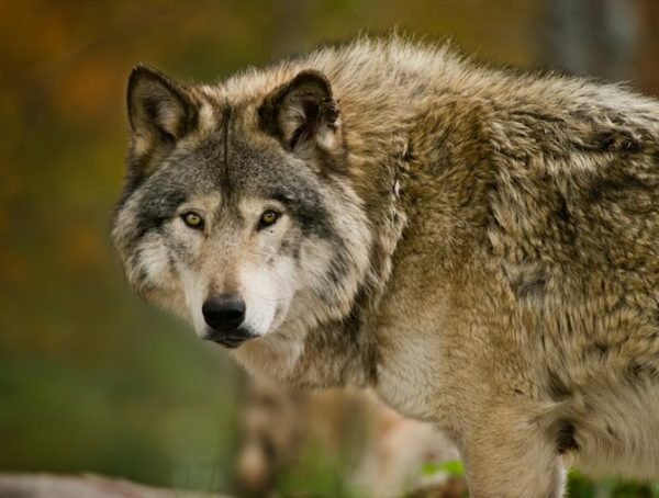 Abstammung von Hunden, die auf zwei Populationen alter grauer Wölfe zurückgeführt werden