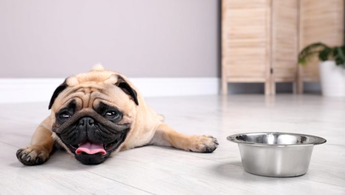 Hitzschlag bei Hunden: Symptome, Ursachen und Behandlungen
