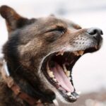 Zahnwurzelabszess bei Hunden: Symptome, Ursachen und Behandlungen