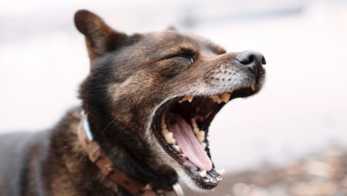 Zahnwurzelabszess bei Hunden: Symptome, Ursachen und Behandlungen
