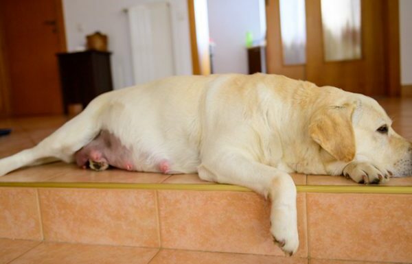 Vorzeitige Wehen bei Hunden: Symptome, Ursachen und Behandlungen