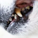 Zahnfleischhyperplasie bei Hunden: Symptome, Ursachen und Behandlungen