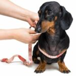Hypophosphatämie bei Hunden: Symptome, Ursachen und Behandlungen