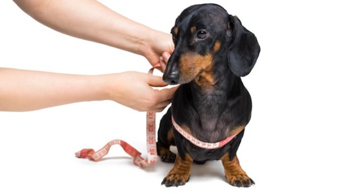 Hypophosphatämie bei Hunden: Symptome, Ursachen und Behandlungen
