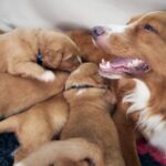 Fading Puppy Syndrom bei Hunden: Symptome, Ursachen und Behandlungen