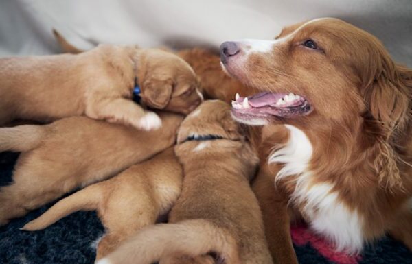 Fading Puppy Syndrom bei Hunden: Symptome, Ursachen und Behandlungen