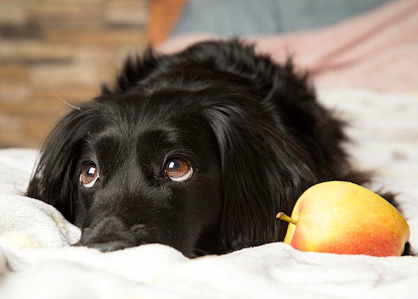 Exokrine Pankreasinsuffizienz (EPI) bei Hunden: Symptome, Ursachen und Behandlungen