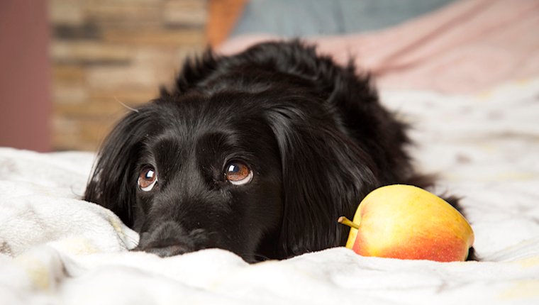 Exokrine Pankreasinsuffizienz (EPI) bei Hunden: Symptome, Ursachen und Behandlungen