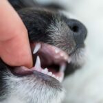 Epulis bei Hunden: Symptome, Ursachen und Behandlungen