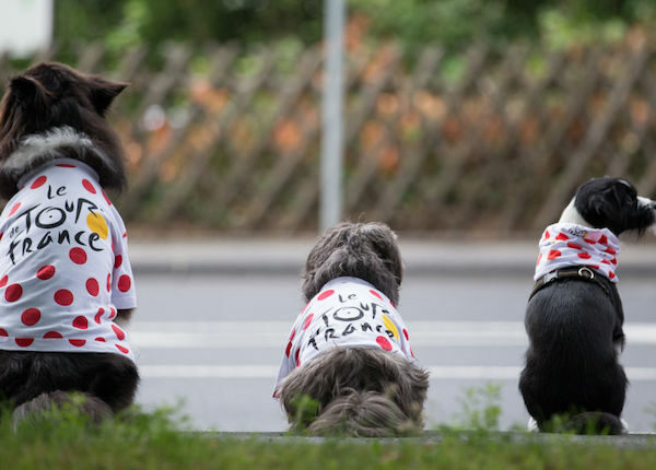 Verwirrter Hund verursacht Straßensperre bei der Tour de France
