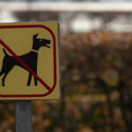 Kanada verbietet Hunde aus 100 „Hochrisiko“-Ländern, „ein verheerender Schlag“