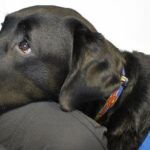 Hunde erhalten 'OBE' für den öffentlichen Dienst, anerkannt als "herausragend"
