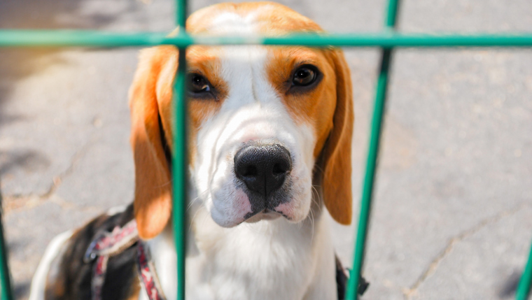 beagle rescue