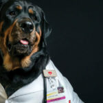 therapy rottweiler