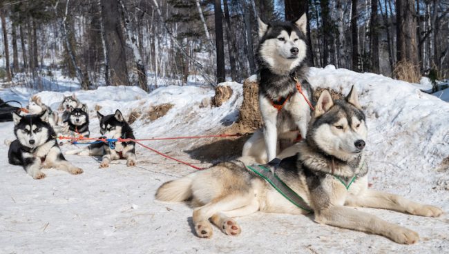 alter sibirischer hund