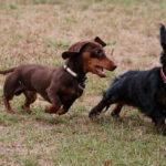 dachshund race