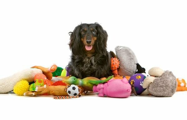 how dogs recognize toys