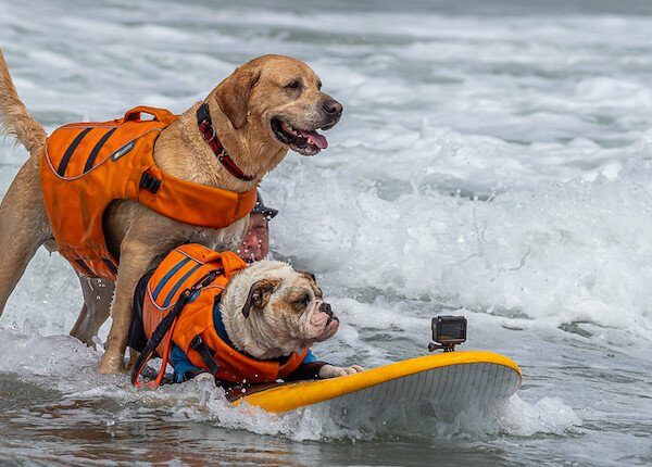 dog surfing championships
