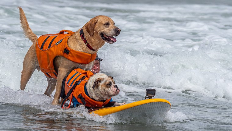 dog surfing championships