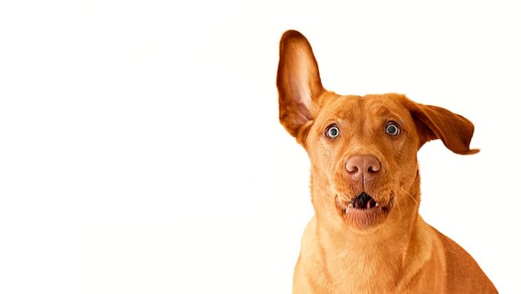 hearing loss in dogs