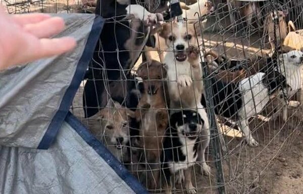 150 dogs rescued
