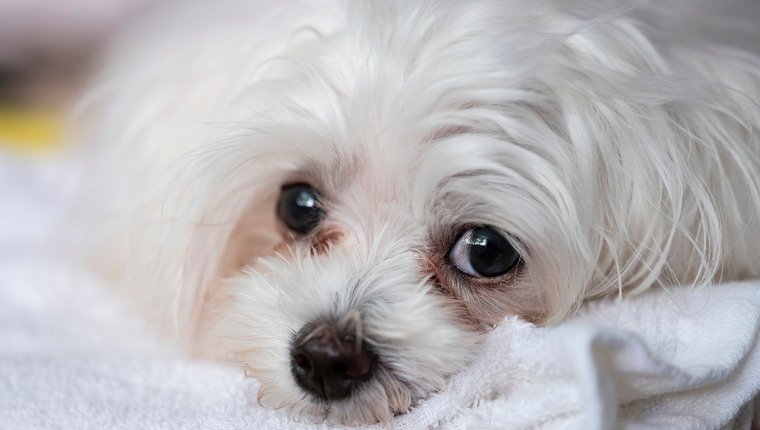 Laut einer neuen Studie weinen Hunde vor Freude