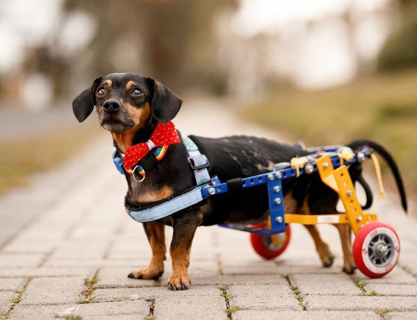 Ein Mann aus Minnesota gründete ein Heim für behinderte Hunde