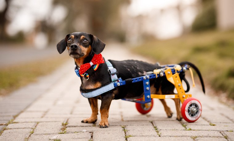 Ein Mann aus Minnesota gründete ein Heim für behinderte Hunde