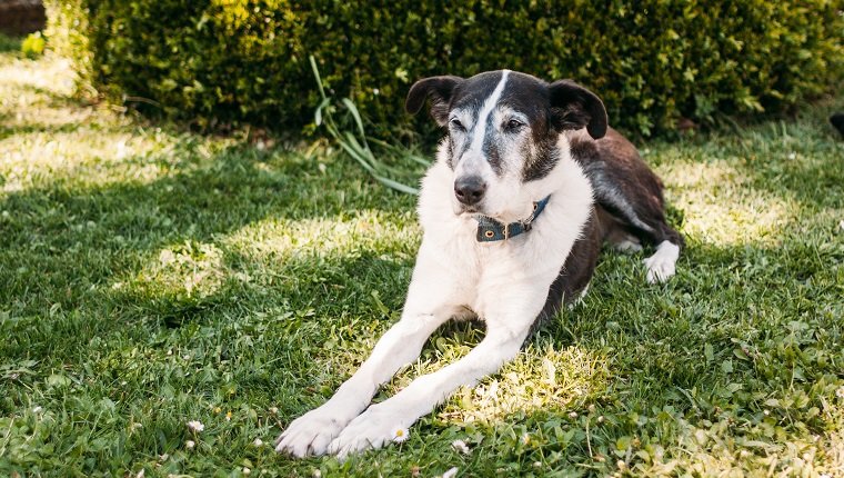 Älterer Hund, der ins Tierheim zurückgebracht wurde, hat für immer ein Zuhause