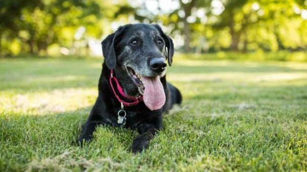 Hund geht nach 7 Jahren im Tierheim mit Hausmeister nach Hause