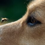 Hunde erschnüffeln Bienennester für den Naturschutz