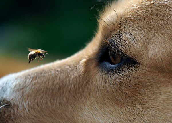 Hunde erschnüffeln Bienennester für den Naturschutz