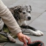 'Street Vet' hilft Menschen und Haustieren ohne Unterkunft