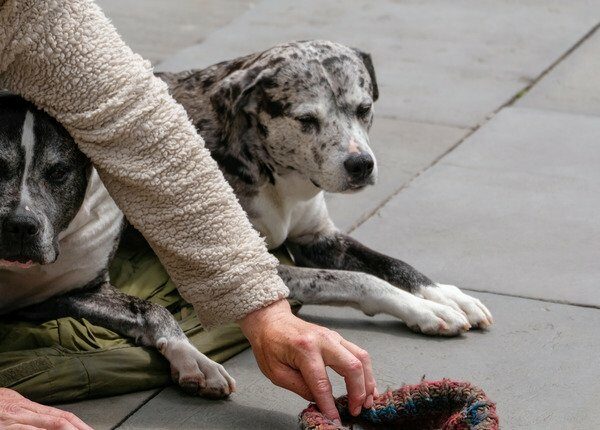 'Street Vet' hilft Menschen und Haustieren ohne Unterkunft