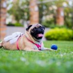 Pug Café sammelt Geld für Hunde in Not