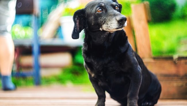 Porträt eines alten, müden, schwarzhaarigen Dackelhundes im Hinterhof.  Haushund mit grauer Schnauze