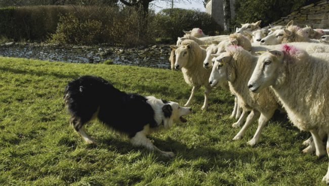 Border-Collie, der Schafe hütet