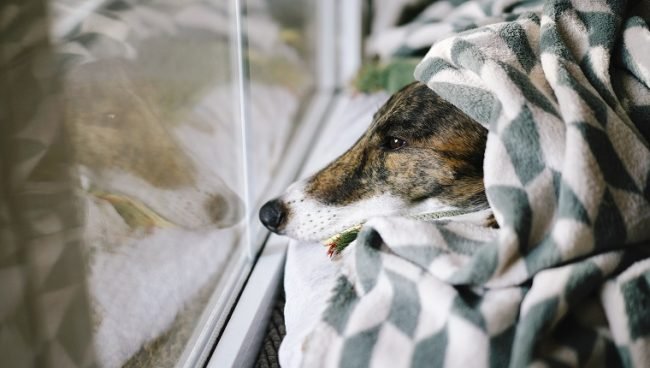 Süßer Greyhound-Hund, der bequem auf seinem Bett liegt und durch die Fliegengittertür schaut