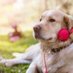 Klassische Musik beruhigt Hunde mehr als Hörbücher