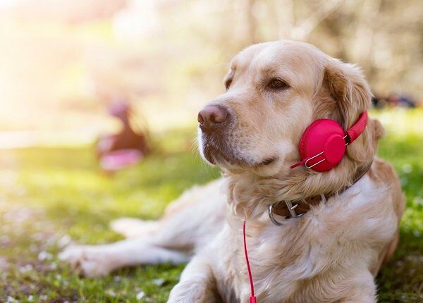Klassische Musik beruhigt Hunde mehr als Hörbücher