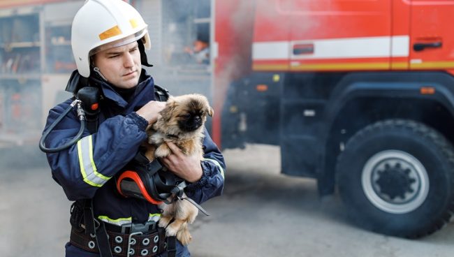 Feuerwehrmann trägt verängstigten Hund aus Keller eines verrauchten Gebäudes.