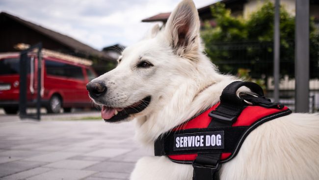 Service Hund