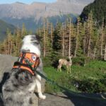 Bark Ranger schützt Wildtiere und Besucher im Glacier National Park