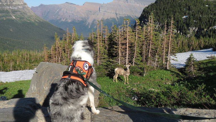 Bark Ranger schützt Wildtiere und Besucher im Glacier National Park
