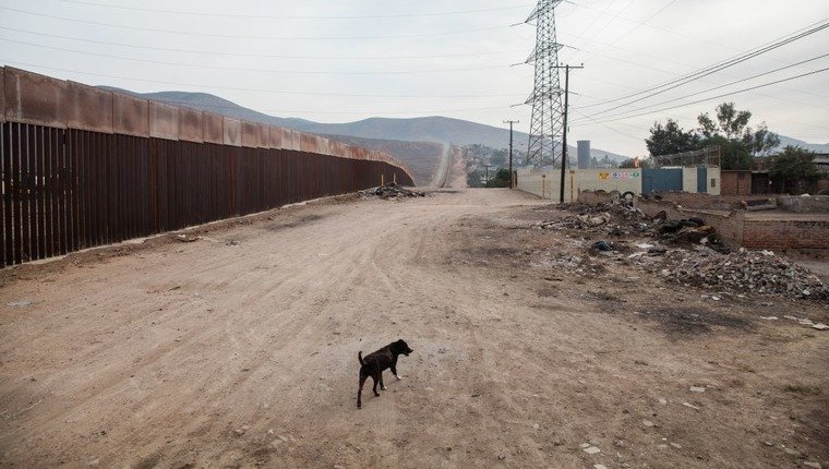 Hunde, die an der US-Grenze von ihren Familien getrennt wurden, wieder vereint
