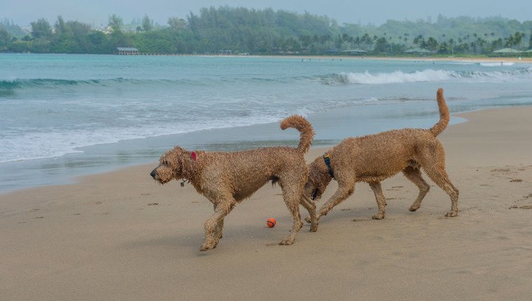 Hunde in Hawaii unterstützen Naturschutzbemühungen