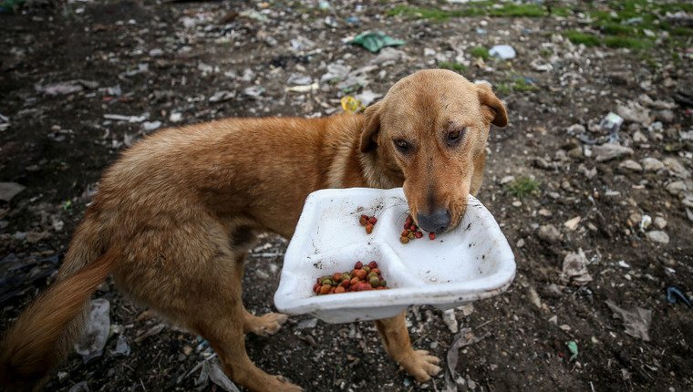Hund wird in den sozialen Medien viral, um die Nachbarschaft sauber zu halten