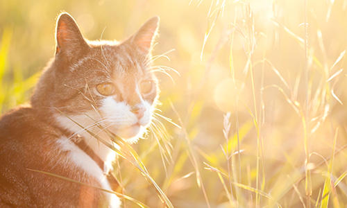 Hitzschlag bei Katzen – Symptome und Behandlungen