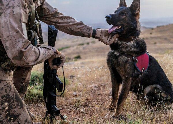 Militärhund im Ruhestand wieder vereint mit Militärveteranen