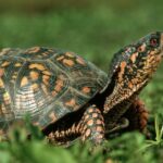 Diese Spaniels retten die vom Aussterben bedrohte Dosenschildkröte